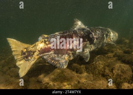 Saumon quinnat (Oncorhynchus tshawytscha) vers la fin de son cycle biologique et près de sa mort après la fraye dans une rivière. Banque D'Images