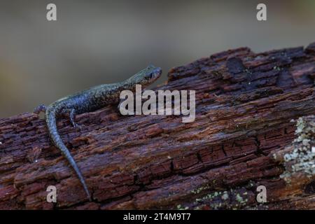 Salamandre de montagne de Sacramento, Nouveau-mexique, États-Unis. Banque D'Images