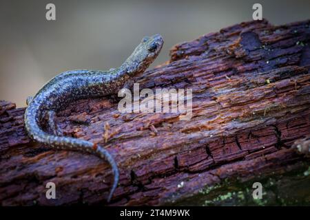 Salamandre de montagne de Sacramento, Nouveau-mexique, États-Unis. Banque D'Images