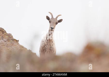 Desert Bighorn Sheep, Madera Canyon, Chupadera Mountsins, comté de Socorro, Nouveau-Mexique, ÉTATS-UNIS. Banque D'Images