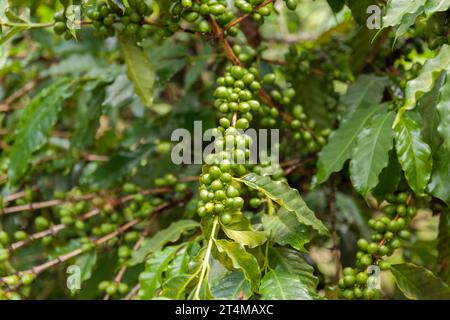 Un plan rapproché de grappes de grains de café vert suspendus à une branche d'arbre Banque D'Images