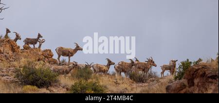 Desert Bighorn Sheep, Madera Canyon, Chupadera Mountsins, comté de Socorro, Nouveau-Mexique, ÉTATS-UNIS. Banque D'Images
