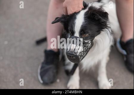 Femme marche 2 chiens. Gros plan des jambes de femmes, bordure de collie et taureau terrier dans les muzzles et sur les laisses lors d'une promenade à l'extérieur. Banque D'Images