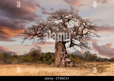 vieux baobab dans la savane africaine au coucher du soleil, buisson d'acacia en arrière-plan Banque D'Images