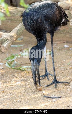 Anastomus lamelligerus, l'openbill africain, attrape des escargots Banque D'Images