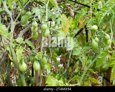 «Yellow Pear Tomatoes» vertes non mûres, mûrissant sur les vignes dans un potager australien Banque D'Images