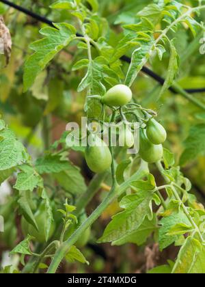 «Yellow Pear Tomatoes» vertes non mûres, mûrissant sur les vignes dans un potager australien, gros plan Banque D'Images