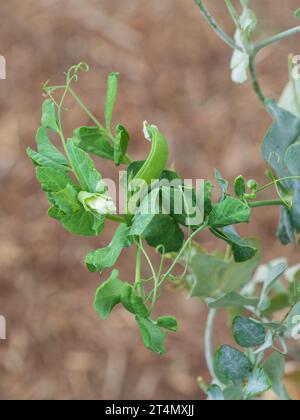 Pois verts des neiges, gousse, feuilles et vrilles pendus à une vigne à feuilles sinueuses dans un potager australien Banque D'Images