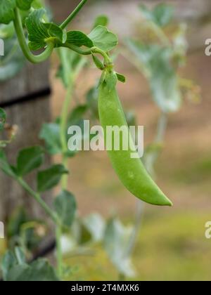 Une gousse de pois vert au miel suspendue à une vigne feuilletée sinueuse dans un potager australien Banque D'Images