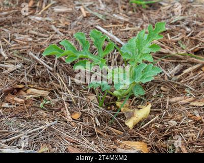 Vigne de pastèque, jeune plante dans un jardin australien Banque D'Images