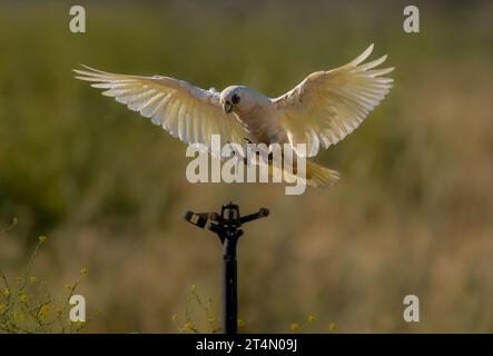 Une paire de petits Corellas, un type de perroquet originaire d'Australie Banque D'Images