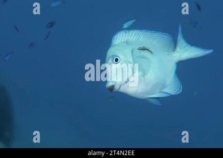 Un Tang bleu (Acanthurus coeruleus) est en train d'être nettoyé par un bleuet juvénile (Thalassoma bifasciatum). Banque D'Images