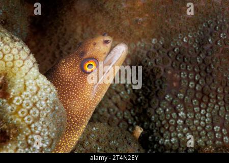 Une anguille dorée (Gymnothorax miliaris) regardant avec son œil jaune droit dans la caméra. Banque D'Images