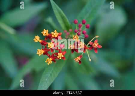 gros plan d'herbe à lait tropicale, fleur de sang ou fleur de sang, cotonnier, hierba de la cucaracha, herbe aux papillons mexicains, rousse, laitue écarlate, Banque D'Images