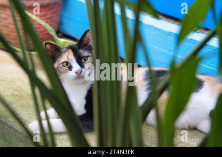 Beau chat calico, chat multicolore reposant sur la marche derrière les fleurs regardant la caméra Banque D'Images