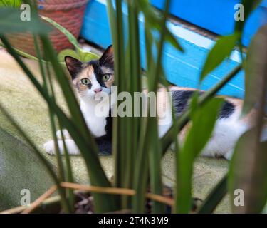 Beau chat calico, chat multicolore reposant sur la marche derrière les fleurs regardant la caméra Banque D'Images