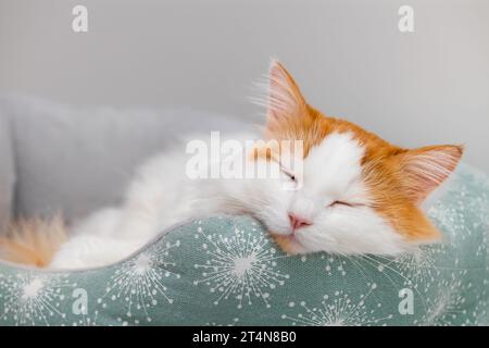 chat blanc avec des taches rouges dort dans un lit. chat dort dans un lit Banque D'Images