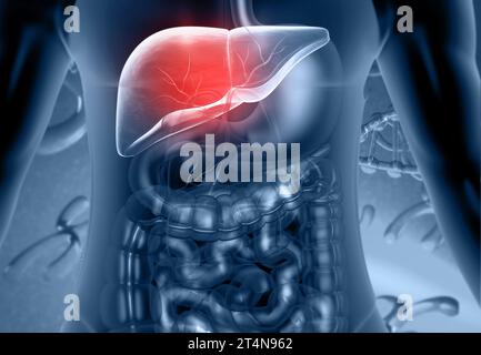 Anatomie hépatique de l'appareil digestif humain. rendu 3d. Banque D'Images