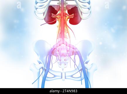 Rein humain avec skelton sur fond médical. rendu 3d. Banque D'Images