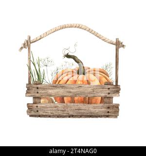 Aquarelle de citrouille orange dans une boîte en bois avec des légumes, composition. Illustrations botaniques dessinées à la main sur un fond isolé Banque D'Images