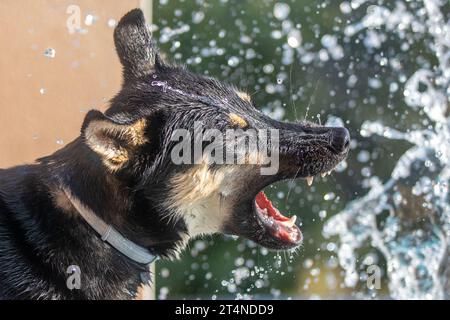 Chien jouant avec l'eau. Le chien est un belusky, qui est un mélange entre le husky et belgium shepard. Banque D'Images