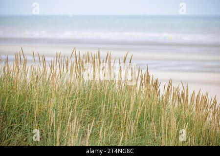 Paysage de dunes sur la côte de la mer du Nord à de panne, de panne, Flandre, Belgique Banque D'Images