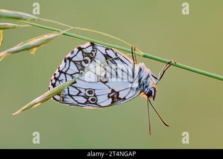 Papillon blanc marbré Melanargia galathea mâle, assis à l'envers sur une tige d'herbe, gros plan. Rétroéclairage au lever du soleil. Trencin, Slovaquie Banque D'Images