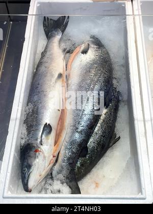 Affichage de la pêche pêchée poisson entier poisson frais trois morceaux de saumon atlantique (Salmo salar) sur glace dans le comptoir réfrigéré de poisson de poissonnier Banque D'Images