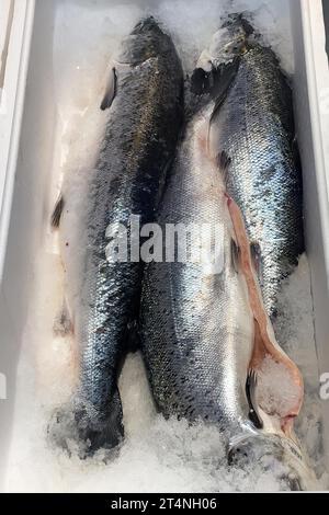 Affichage de la pêche pêchée poisson entier poisson frais trois morceaux de saumon atlantique (Salmo salar) sur glace dans le comptoir réfrigéré de poisson de poissonnier Banque D'Images