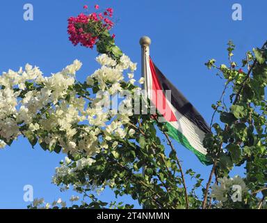 Agitant le drapeau palestinien au milieu des fleurs de bougainvilliers fleuries et du ciel bleu Banque D'Images