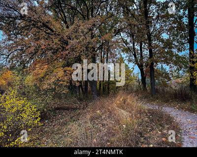 Lanscape d'automne dans la forêt avec des feuilles de couleur vive, lac et route de foret. Banque D'Images