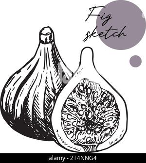 Dessin vectoriel Fig. Fruit tiré à la main et morceau tranché. Illustration de style gravée pour la nourriture d'été. Croquis végétarien détaillé. Idéal pour étiquette, affiche, p Illustration de Vecteur