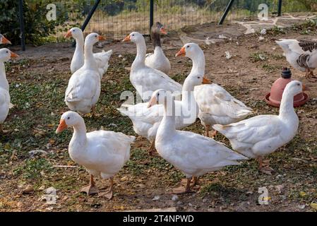 Quelques oies dans un endroit à côté du jardin de la maison de campagne Mas Postius, à Muntanyola (Osona, Barcelone, Catalogne, Espagne) Banque D'Images