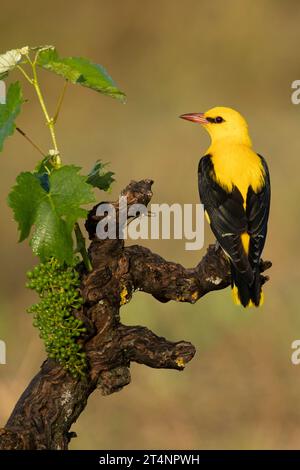 Mâle Oriole dorée dans la dernière lumière d'un après-midi de printemps pluvieux dans une forêt riveraine. Banque D'Images