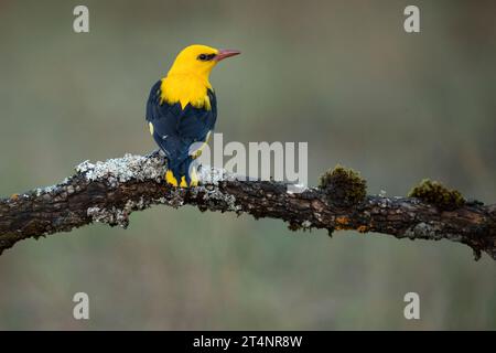 Mâle Oriole dorée dans la dernière lumière d'un après-midi de printemps pluvieux dans une forêt riveraine. Banque D'Images