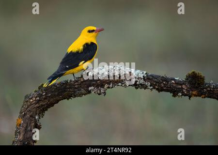 Mâle Oriole dorée dans la dernière lumière d'un après-midi de printemps pluvieux dans une forêt riveraine. Banque D'Images