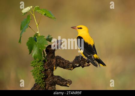 Mâle Oriole dorée dans la dernière lumière d'un après-midi de printemps pluvieux dans une forêt riveraine. Banque D'Images