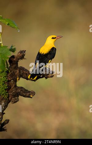 Mâle Oriole dorée dans la dernière lumière d'un après-midi de printemps pluvieux dans une forêt riveraine. Banque D'Images