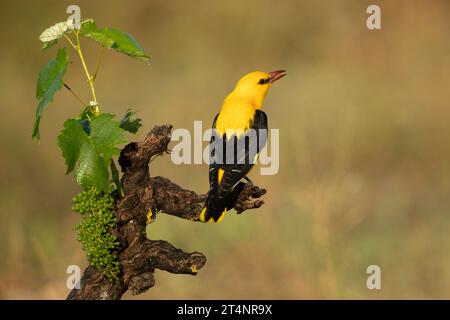 Mâle Oriole dorée dans la dernière lumière d'un après-midi de printemps pluvieux dans une forêt riveraine. Banque D'Images