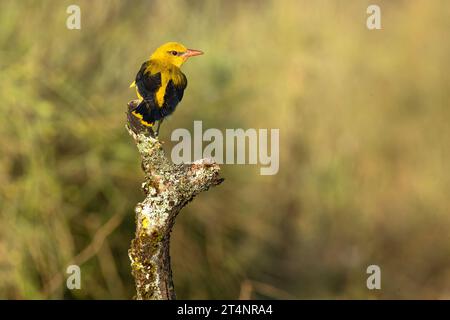 Femelle oriole dorée dans la dernière lumière d'un après-midi de printemps pluvieux dans une forêt riveraine. Banque D'Images