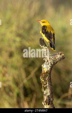 Femelle oriole dorée dans la dernière lumière d'un après-midi de printemps pluvieux dans une forêt riveraine. Banque D'Images