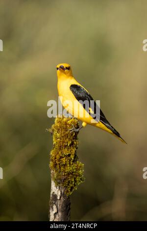 Mâle Oriole dorée dans la dernière lumière d'un après-midi de printemps pluvieux dans une forêt riveraine. Banque D'Images