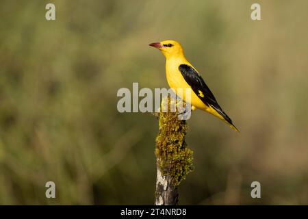 Mâle Oriole dorée dans la dernière lumière d'un après-midi de printemps pluvieux dans une forêt riveraine. Banque D'Images