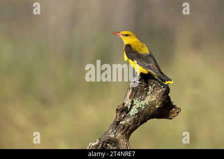 Femelle oriole dorée dans la dernière lumière d'un après-midi de printemps pluvieux dans une forêt riveraine. Banque D'Images