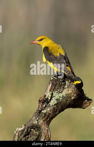 Femelle oriole dorée dans la dernière lumière d'un après-midi de printemps pluvieux dans une forêt riveraine. Banque D'Images