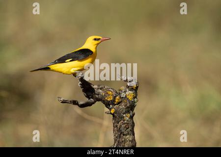 Mâle Oriole dorée dans la dernière lumière d'un après-midi de printemps pluvieux dans une forêt riveraine. Banque D'Images