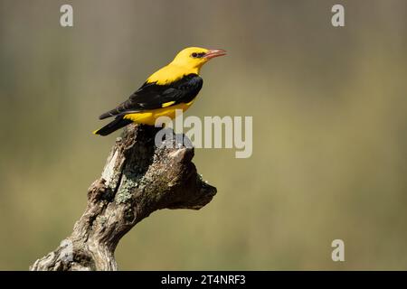 Mâle Oriole dorée dans la dernière lumière d'un après-midi de printemps pluvieux dans une forêt riveraine. Banque D'Images