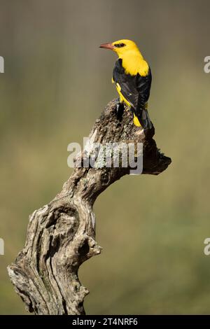 Mâle Oriole dorée dans la dernière lumière d'un après-midi de printemps pluvieux dans une forêt riveraine. Banque D'Images