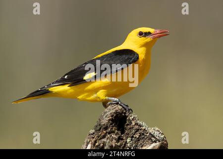 Mâle Oriole dorée dans la dernière lumière d'un après-midi de printemps pluvieux dans une forêt riveraine. Banque D'Images