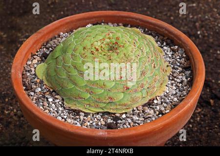 Aeonium tabuliforme, aeonium plat Banque D'Images